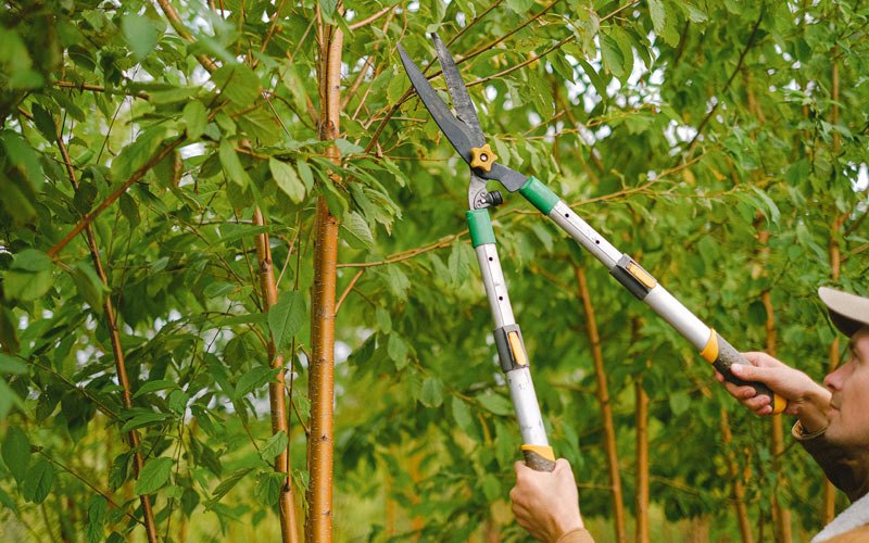 Tree trimming in Churchville, NY